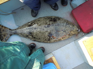 A nice 60 pound halibut.