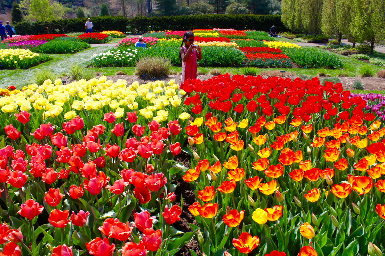 Longwood Gardens Tulips, Spring Into Square