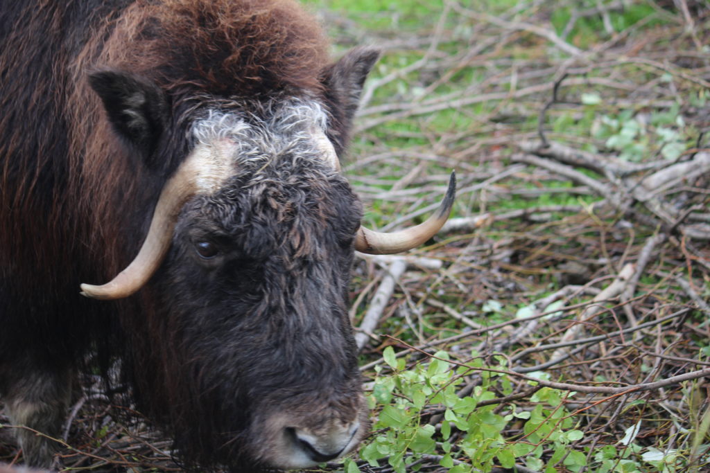 musk ox, Alaska Critters on the Road: Wild and Tame