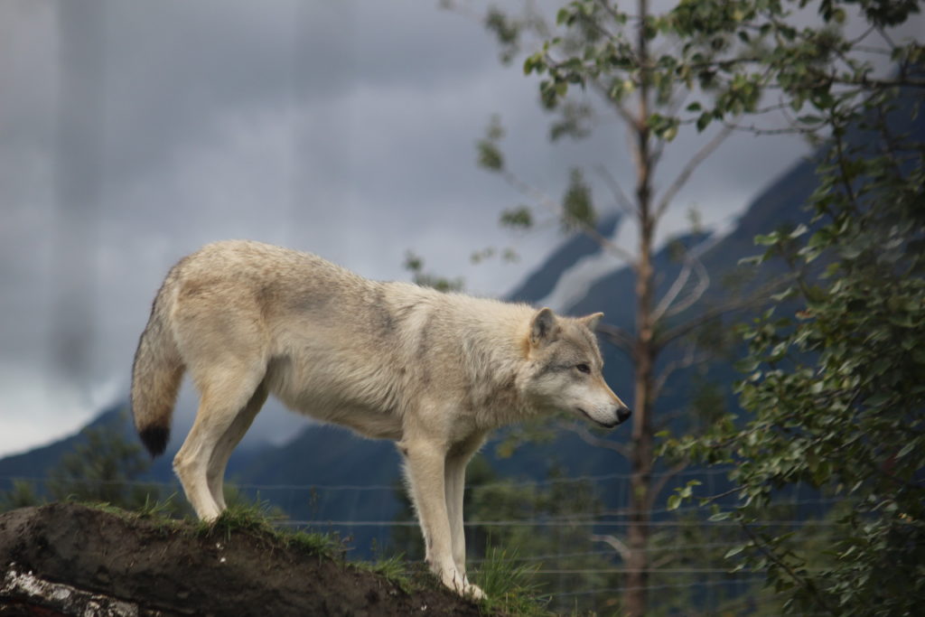 Wolf at AK Wildlife Center, Critters on the Road: Wild and Tame