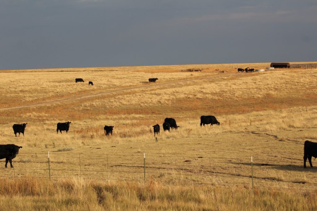 Cows in Colo plains and shortgrass prairie.