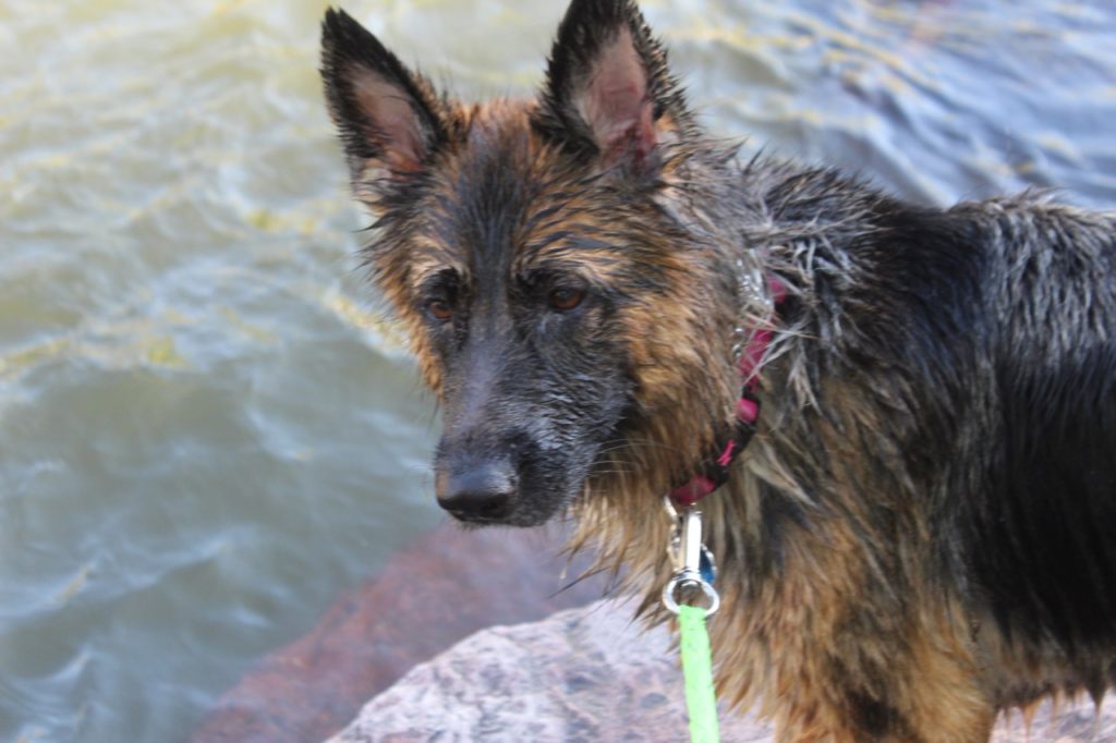 Sophie after swimming Clear Creek in Golden Colorado.