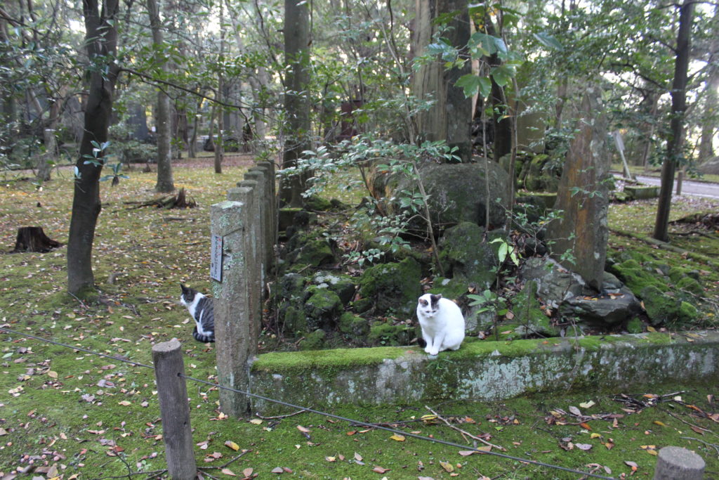 Cats at Naritasan Temple