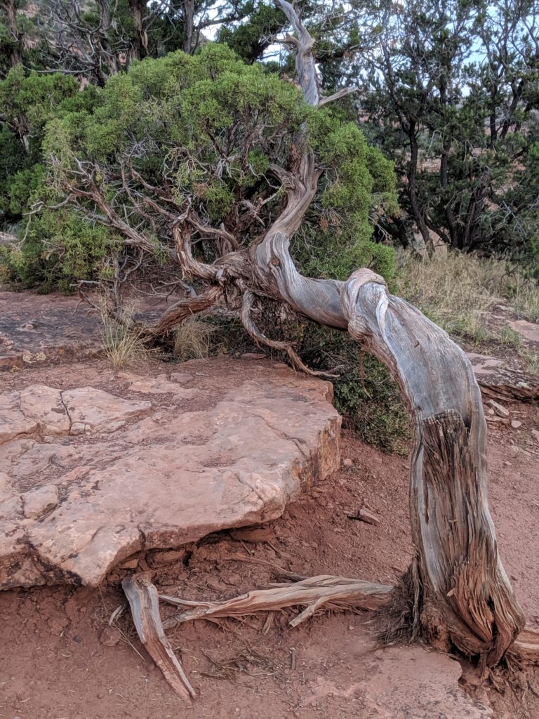 Gnarly tree Colorado Nat Monument Grand Valley