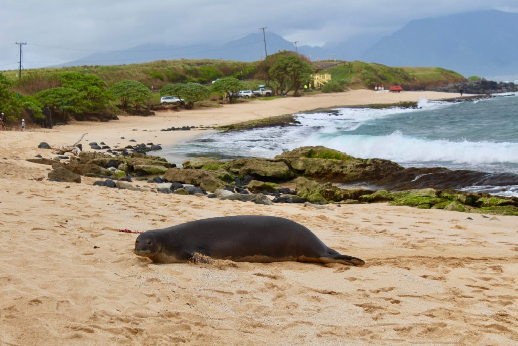 Ho'okipa Beach seal