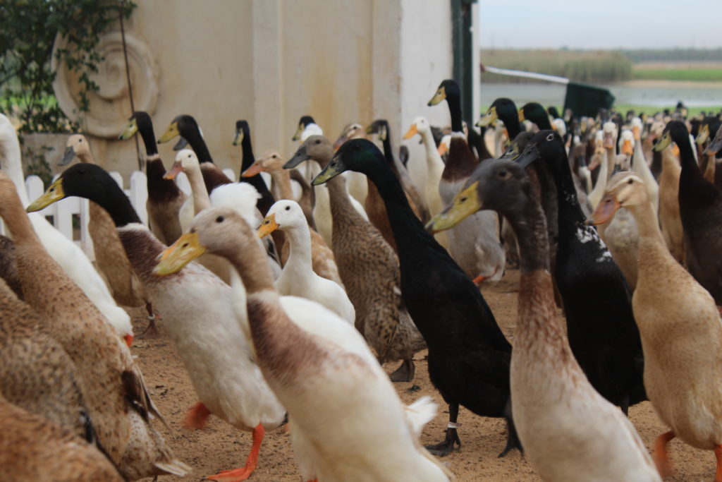 Vergenoegd duck parade in South Africa.