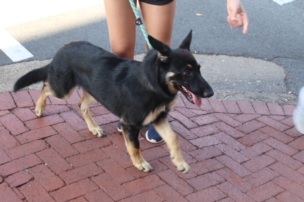 I spied this little German Shepherd pup in Fredericksburg, VA.