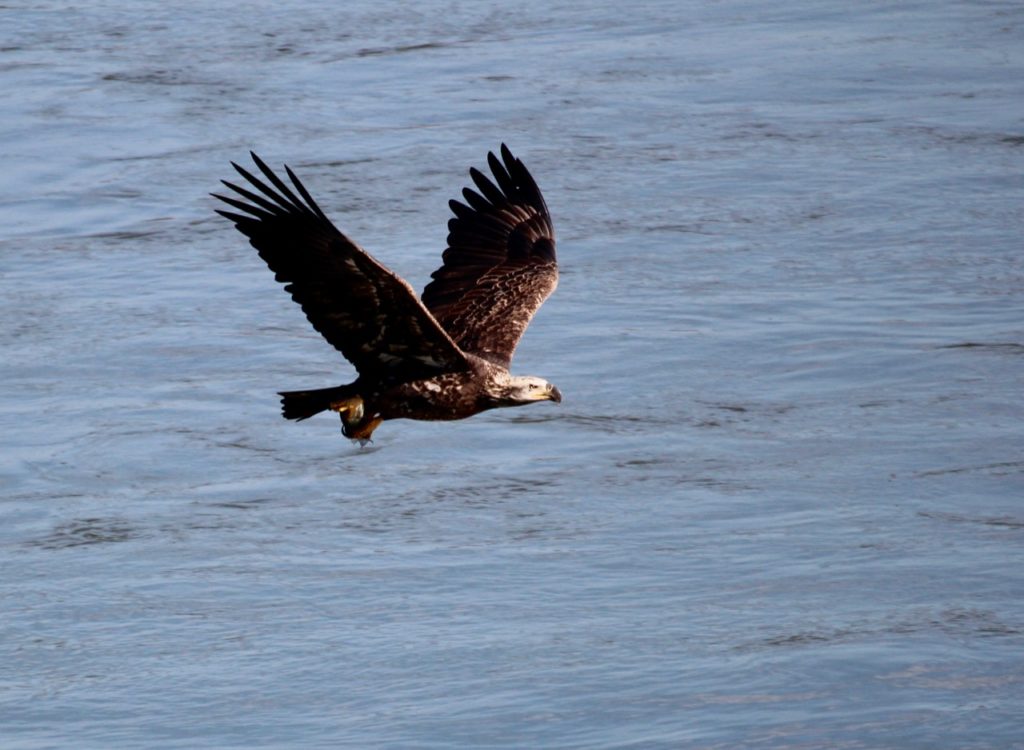 November bald eagle at Conowingo Dam near Port Deposit, MD.