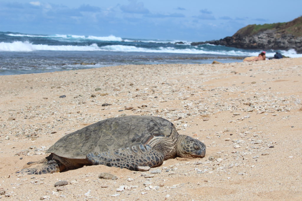 Maui sea turtle, favorite critter