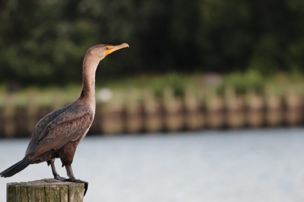 A cormorant in North East, MD waits patiently for a fish dinner.