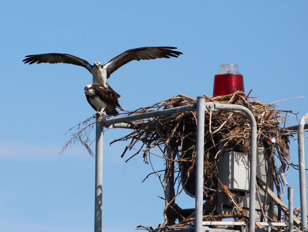 While in Cape Charles, I spied these two osprey mating.